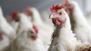 БАБХ откри огнище на птичи грип в Цалапица