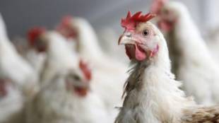 БАБХ констатира птичи грип в птицеферма в Асеновград