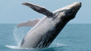 Япония ще започне лов на китове