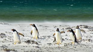 Антарктическите животни получават слънчеви изгаряния