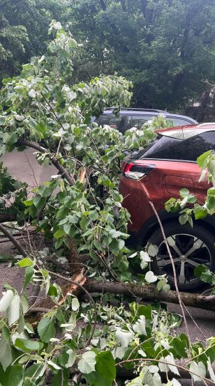 Огромно дърво падна и потроши върху автомобили във Велико Търново