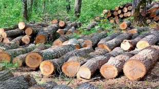 Извършиха 1451 проверки в горите на Северноцентрално държавно предприятие-Габрово през април